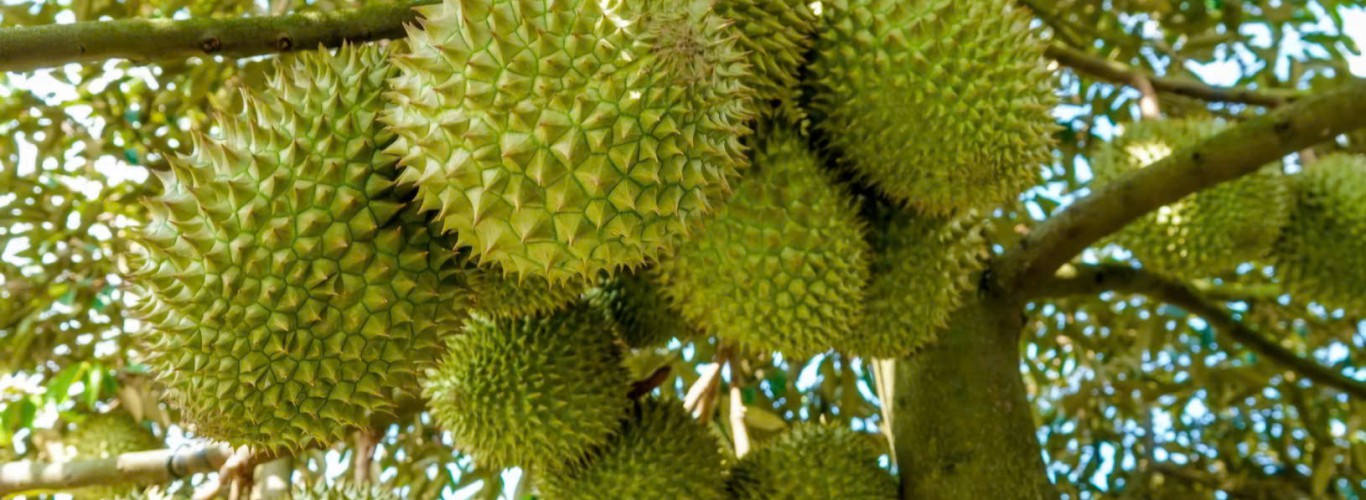 Cây sầu riêng