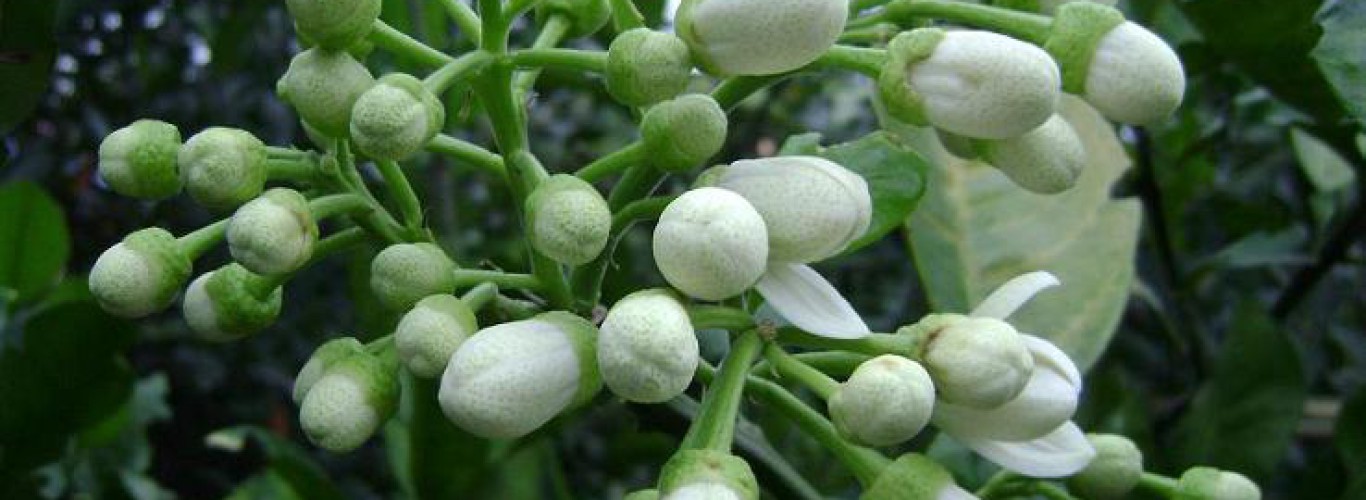 Hoa Bưởi