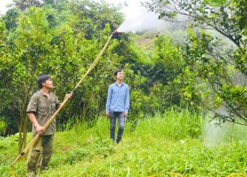 Hàm Yên phòng trừ sâu bệnh hại cam