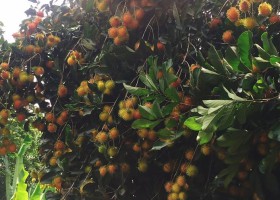 Kỹ thuật chăm sóc chôm chôm sau thu hoạch